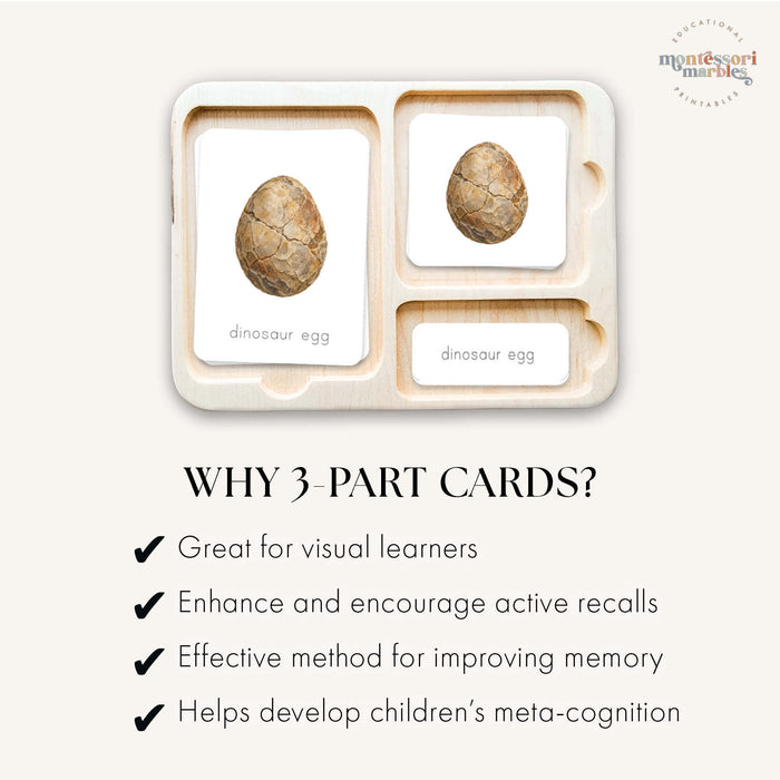 Fossils 3-Part Cards