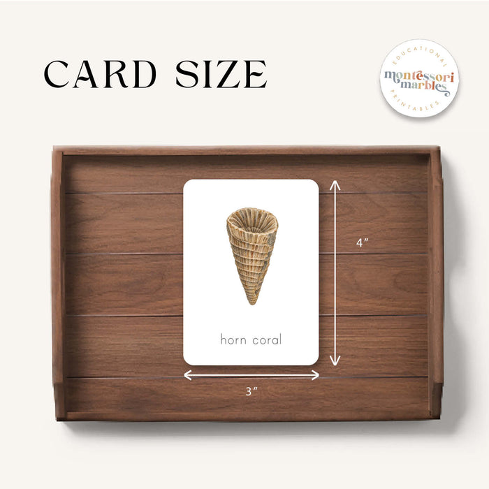 Fossils 3-Part Cards