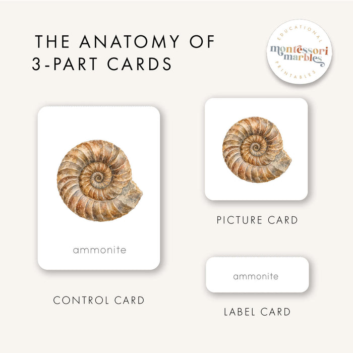 Fossils 3-Part Cards