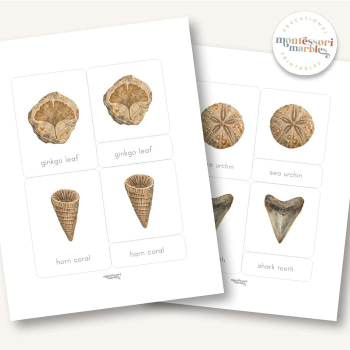 Fossils 3-Part Cards
