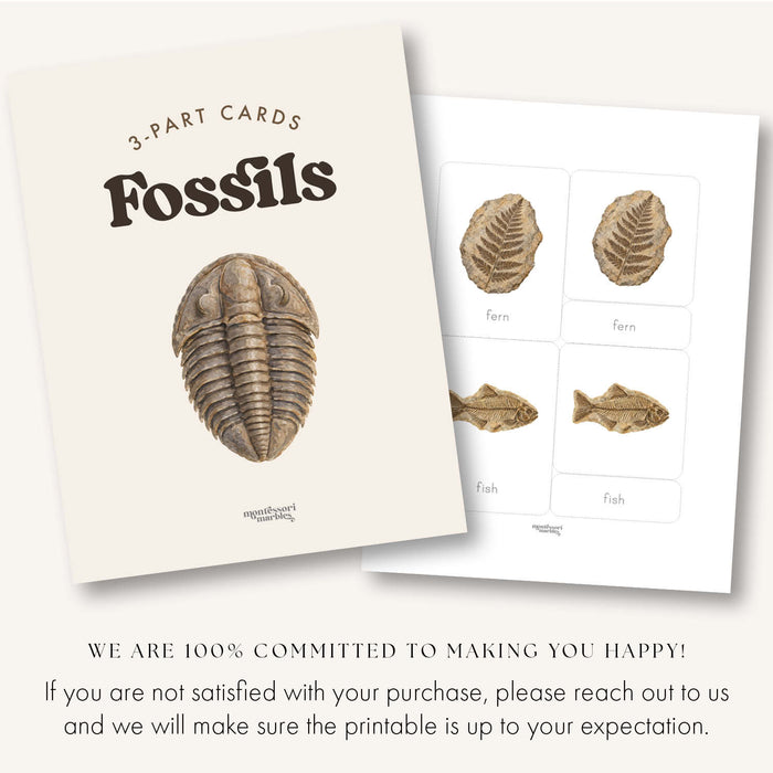 Fossils 3-Part Cards