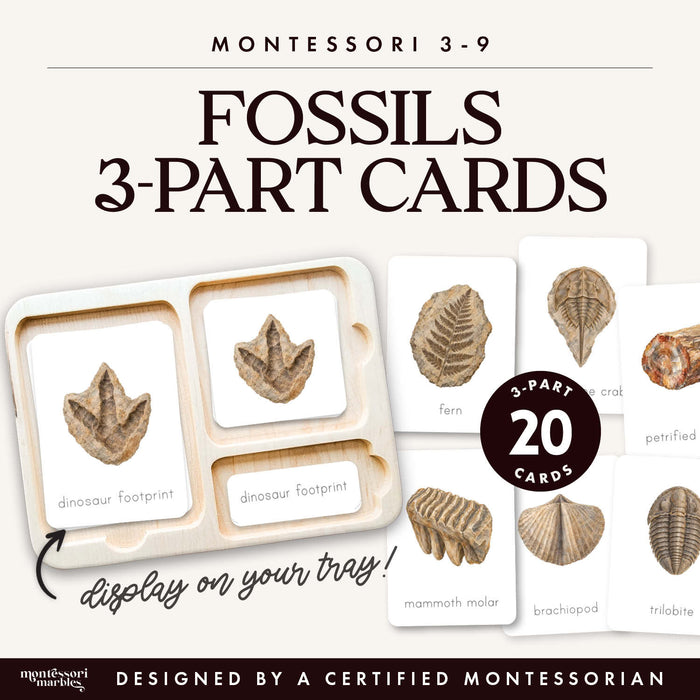 Fossils 3-Part Cards