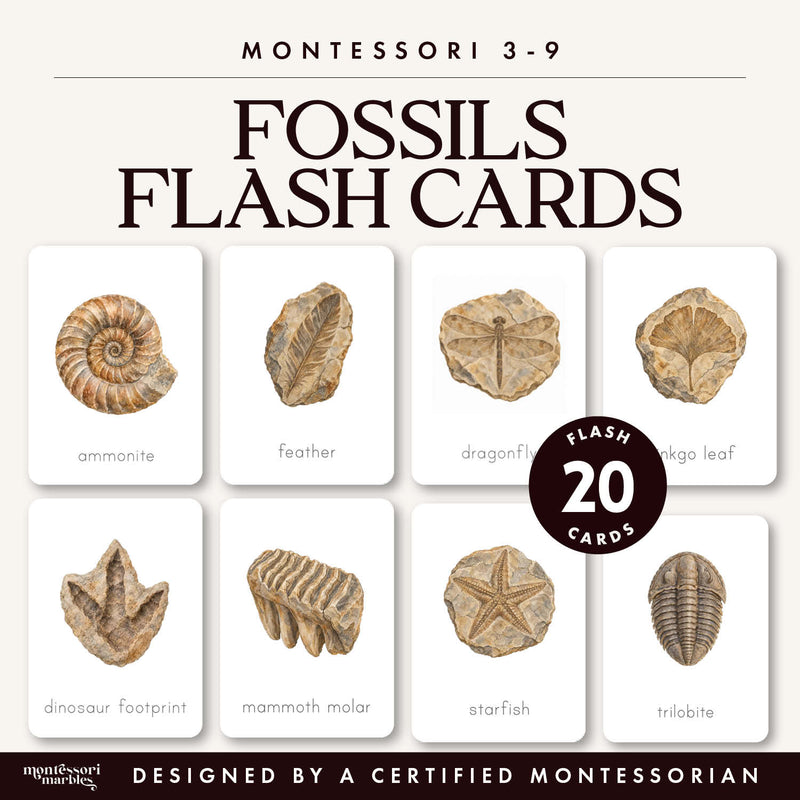 Fossils Flash Cards