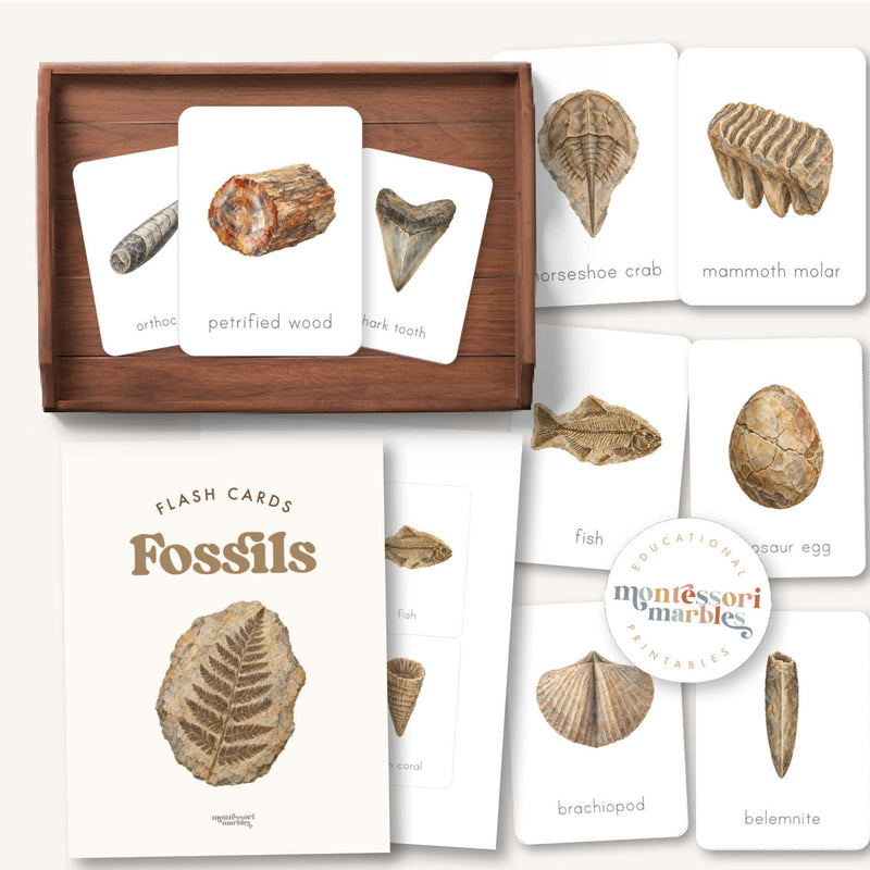 Fossils Flash Cards