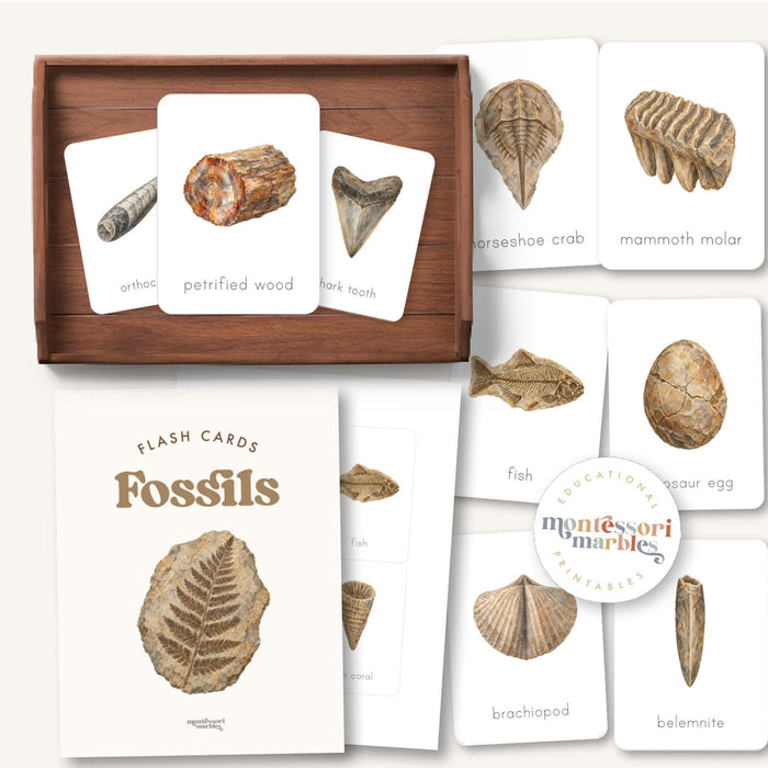 Fossils Flash Cards