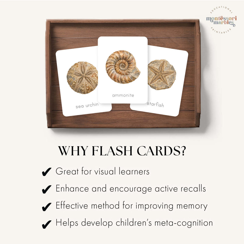 Fossils Flash Cards