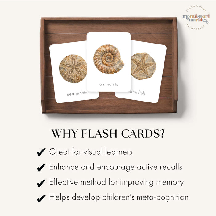 Fossils Flash Cards
