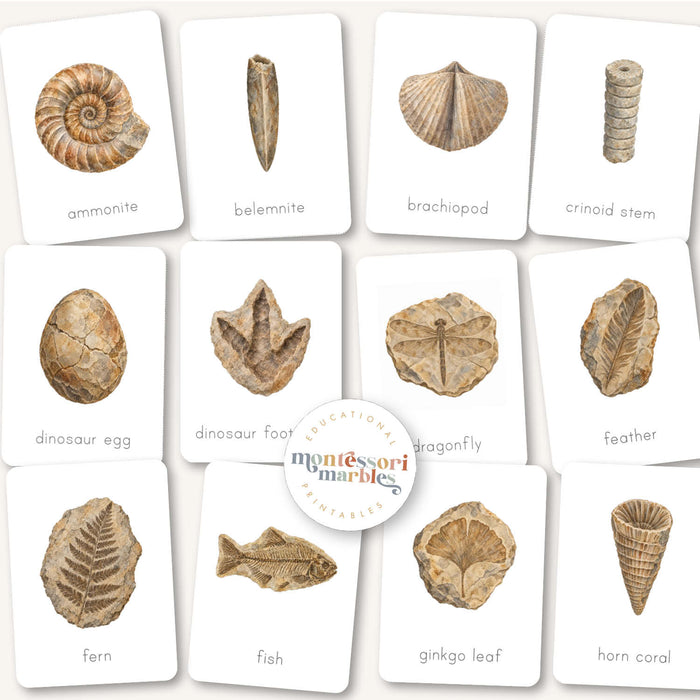 Fossils Flash Cards