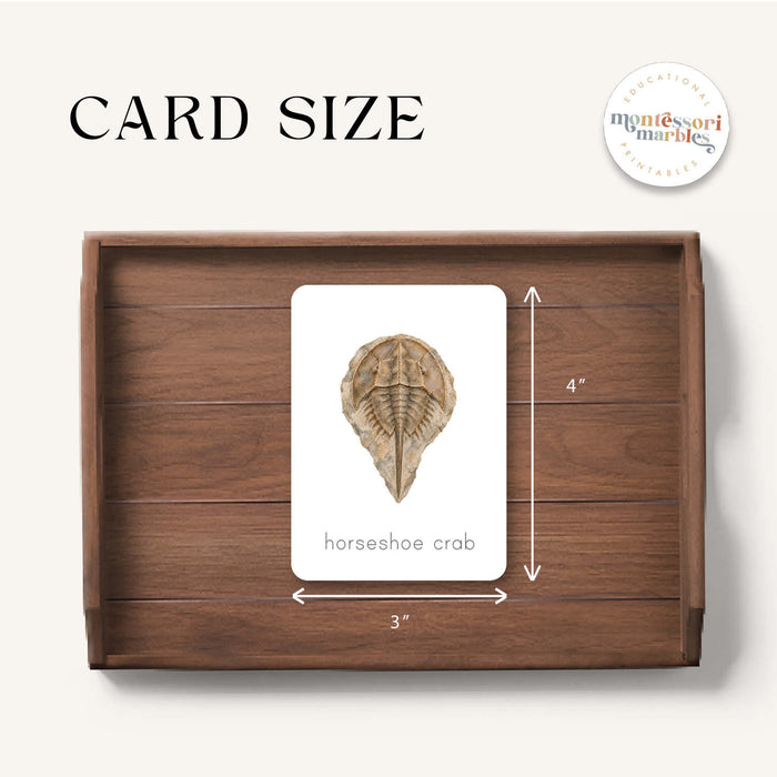 Fossils Flash Cards