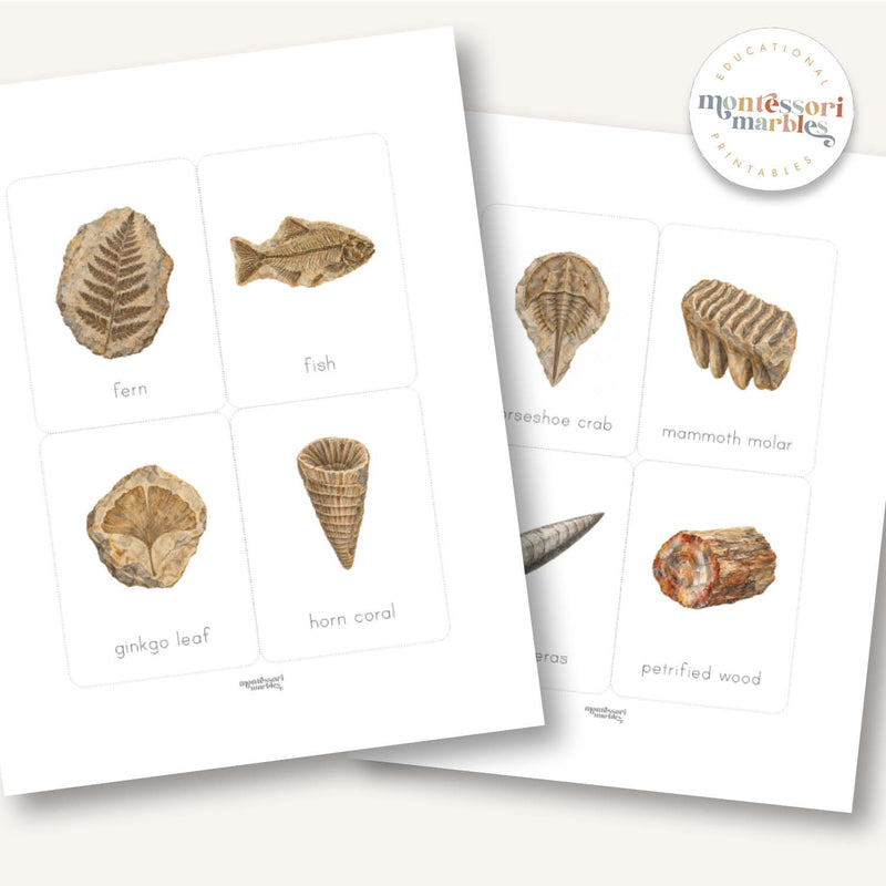Fossils Flash Cards