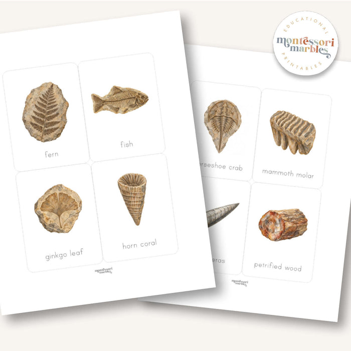 Fossils Flash Cards