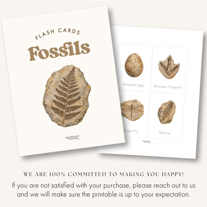Fossils Flash Cards