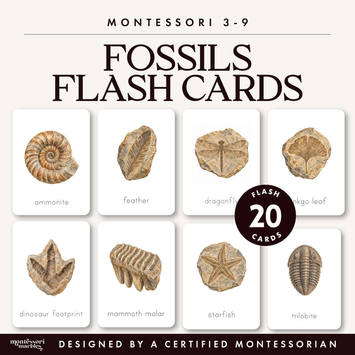 Fossils Flash Cards