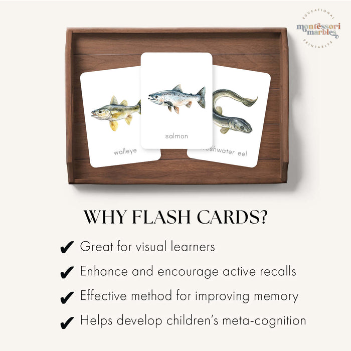 Freshwater Fish Flash Cards