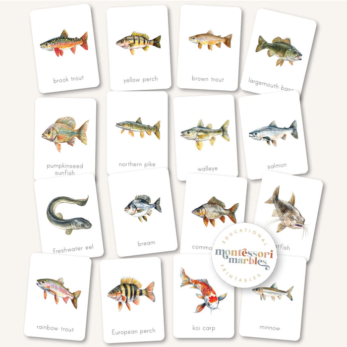 Freshwater Fish Flash Cards