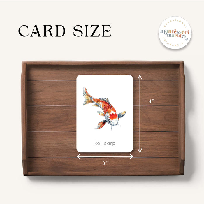 Freshwater Fish Flash Cards