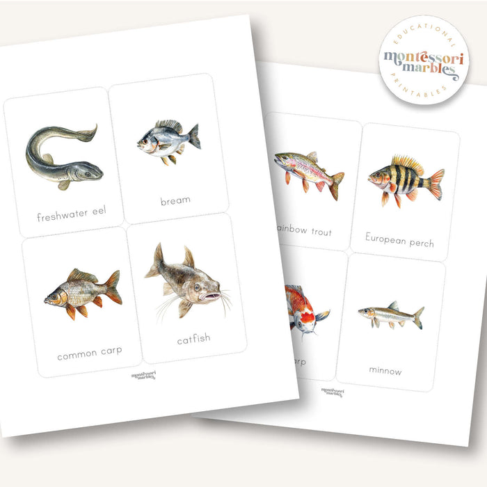 Freshwater Fish Flash Cards
