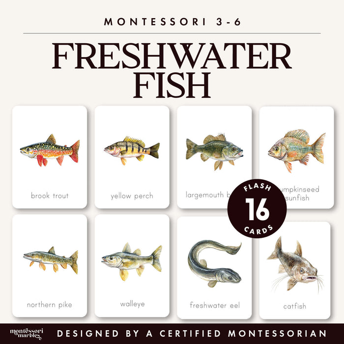 Freshwater Fish Flash Cards