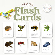 Frog flash cards showing amphibians with labels — ages 3-6