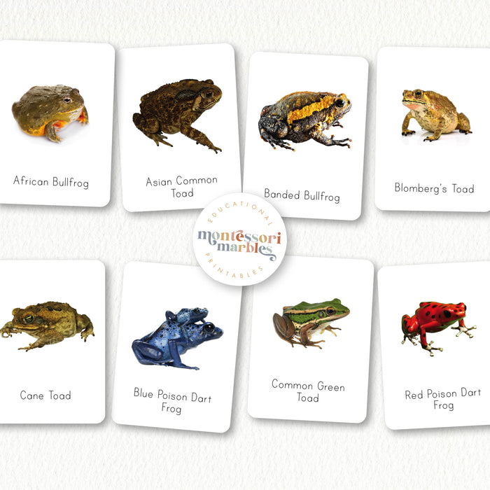 Frogs Flash Cards