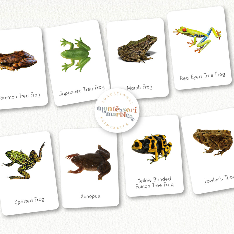 Frogs Flash Cards