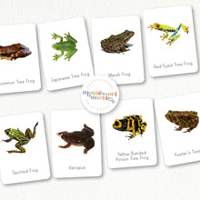 Load image into Gallery viewer, Frogs Flash Cards
