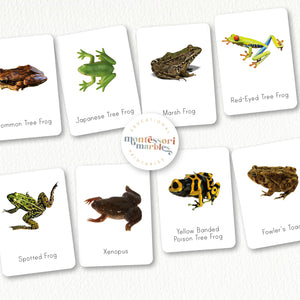 Frogs Flash Cards
