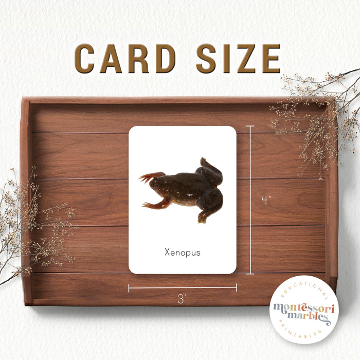 Frogs Flash Cards