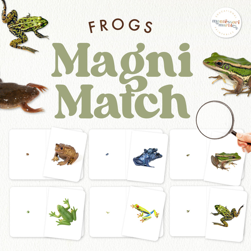 Frog magnifying glass matching activity for visual observation skills