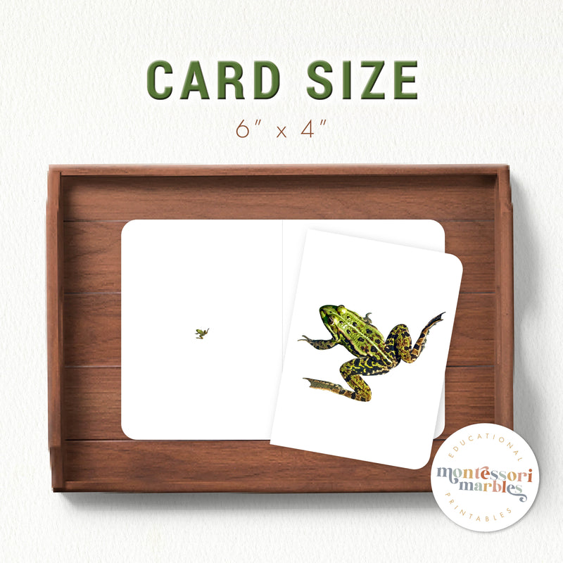 Frogs Magni Match