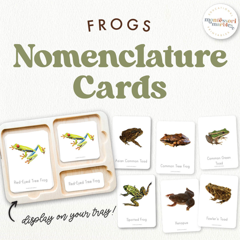 Frog nomenclature cards for amphibian vocabulary study