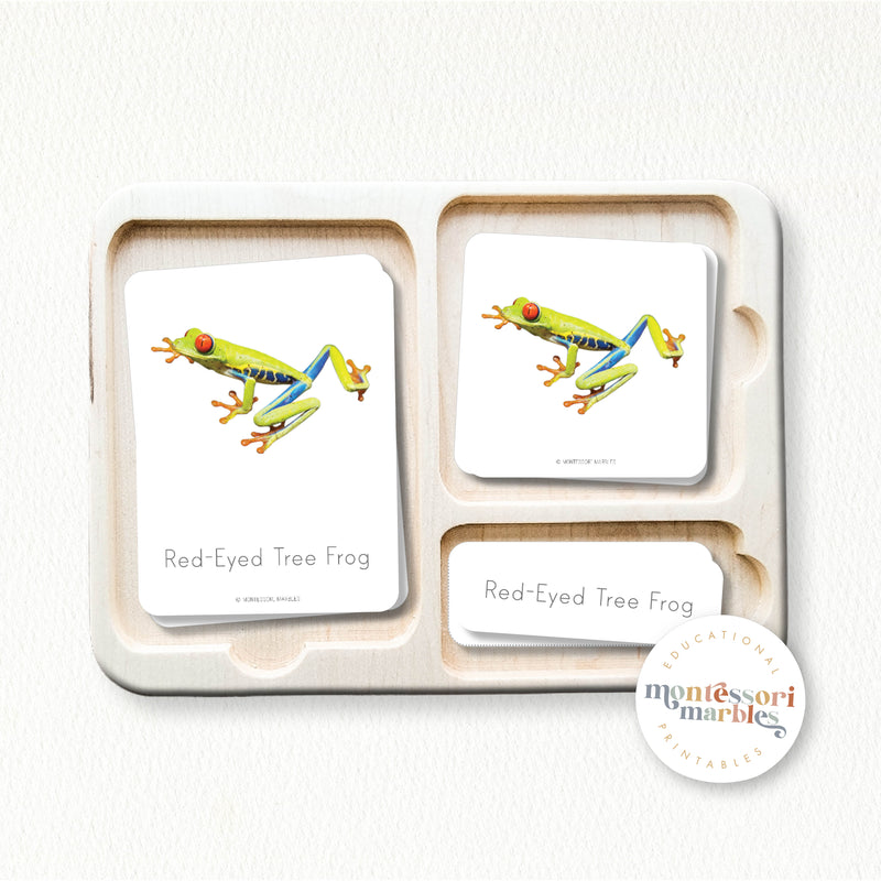 Frogs Nomenclature Cards