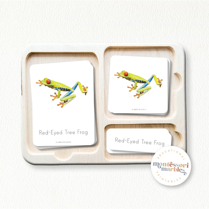 Frogs Nomenclature Cards