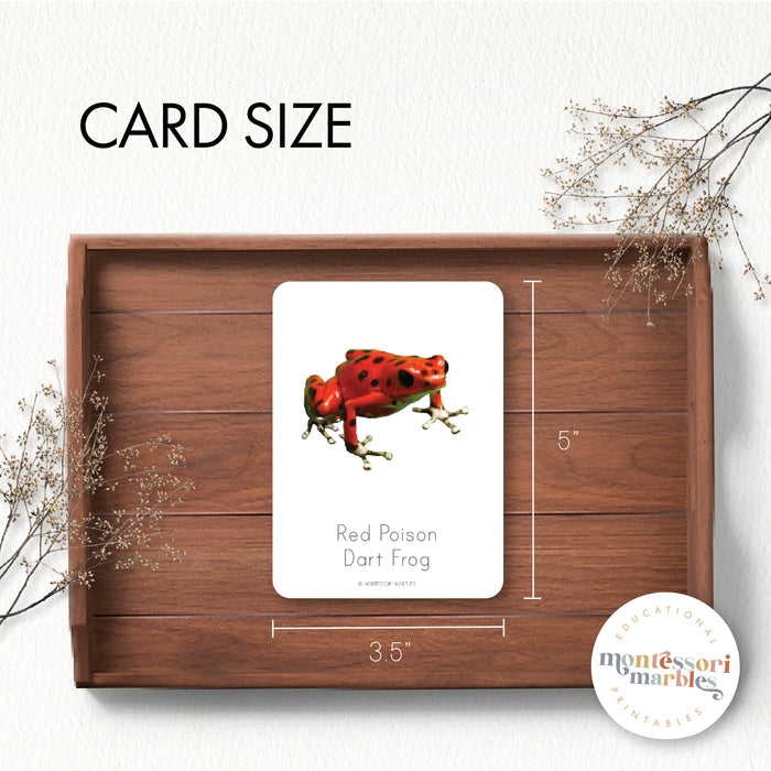 Frogs Nomenclature Cards