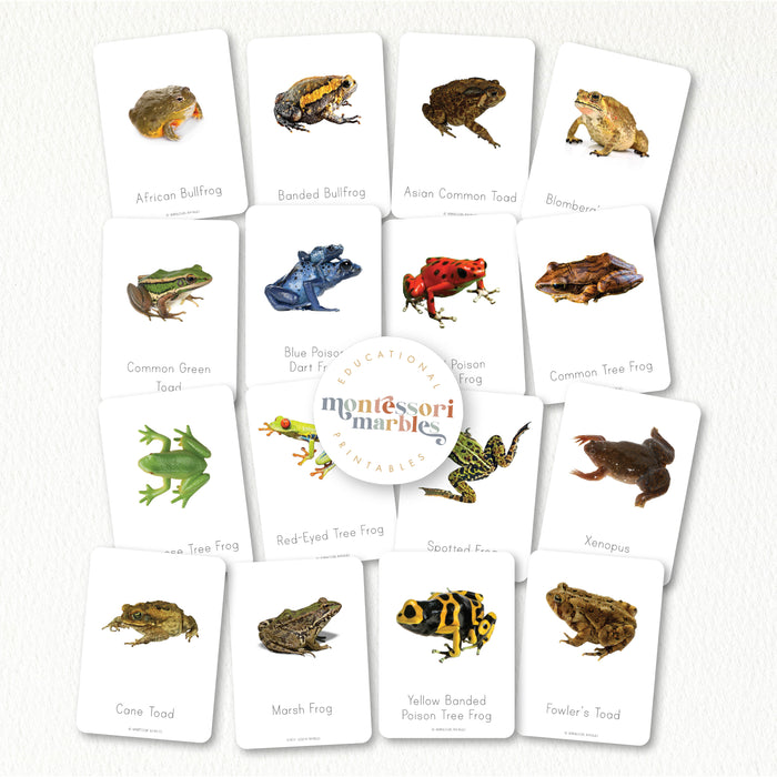 Frogs Nomenclature Cards