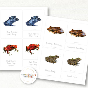 Frogs Nomenclature Cards