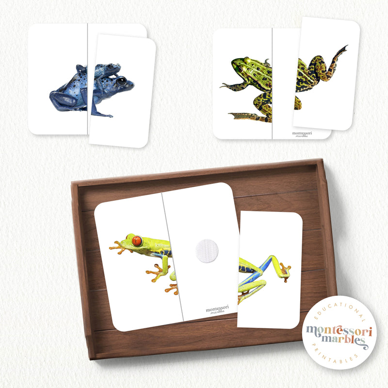 Frogs Symmetry Puzzles