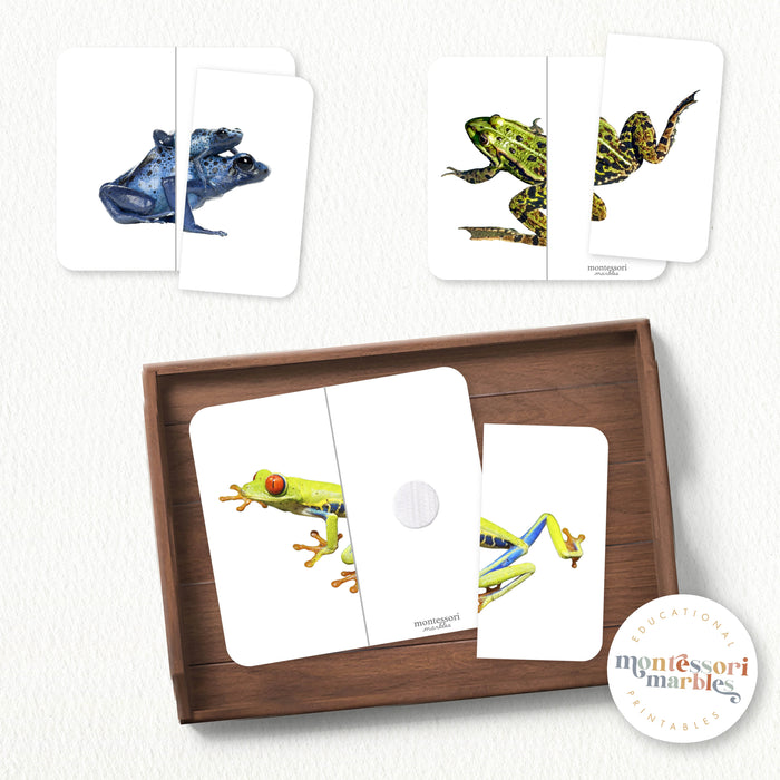 Frogs Symmetry Puzzles