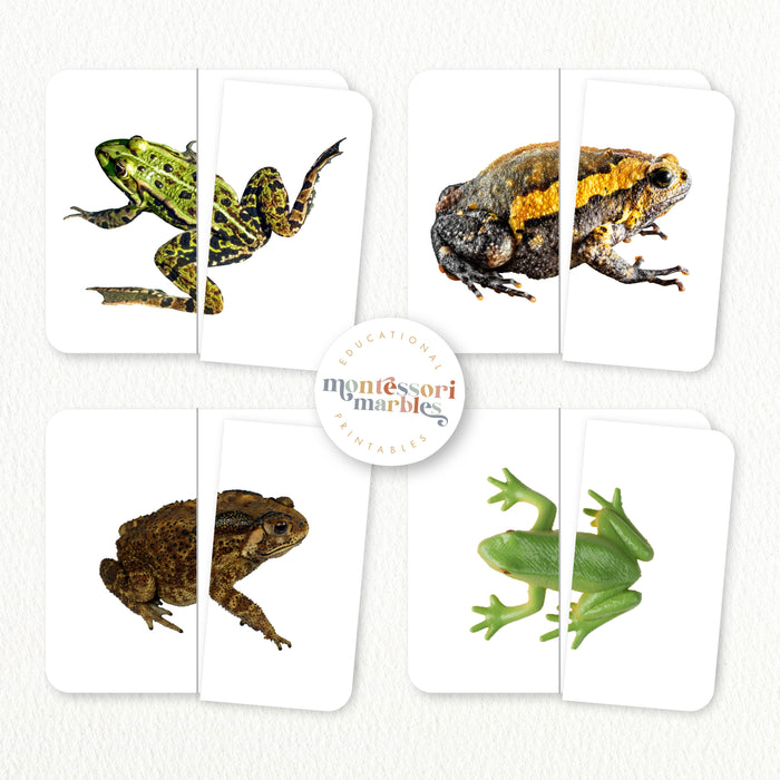 Frogs Symmetry Puzzles