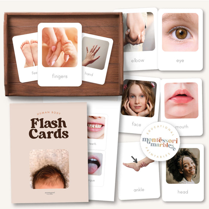 Human Body Flash Cards