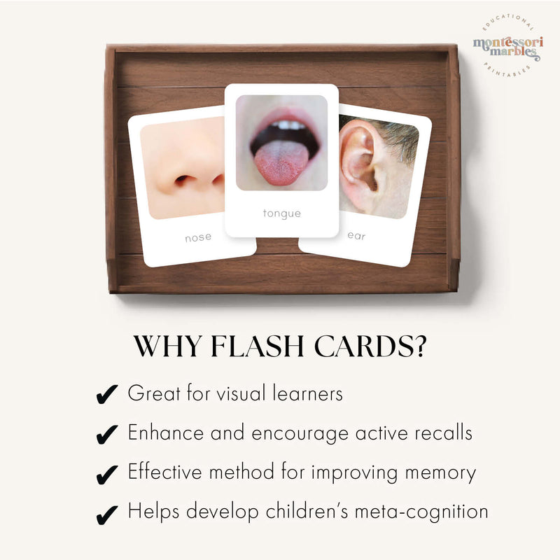 Human Body Flash Cards