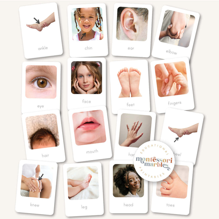 Human Body Flash Cards