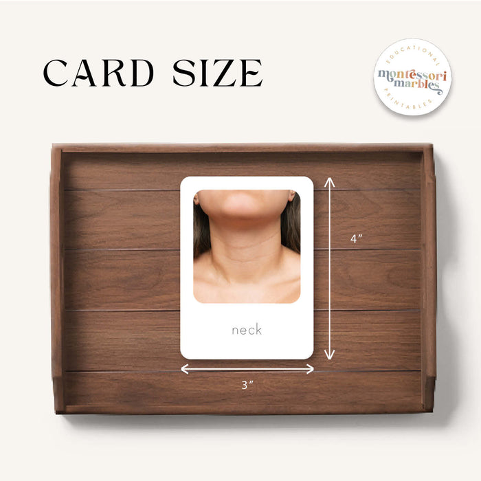 Human Body Flash Cards