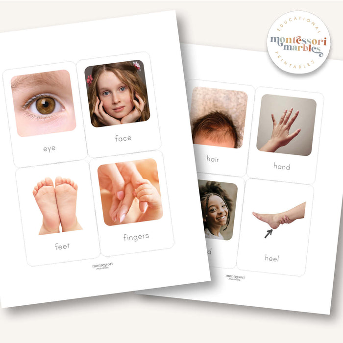 Human Body Flash Cards