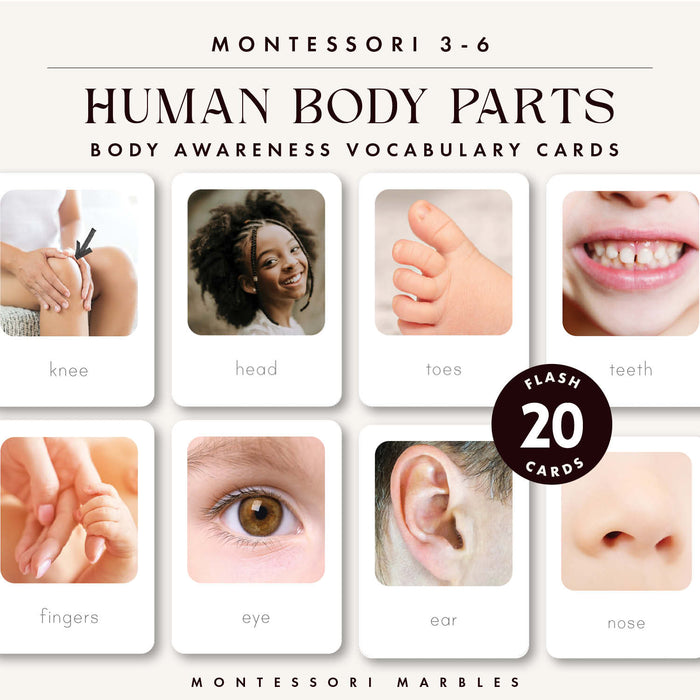 Human Body Flash Cards