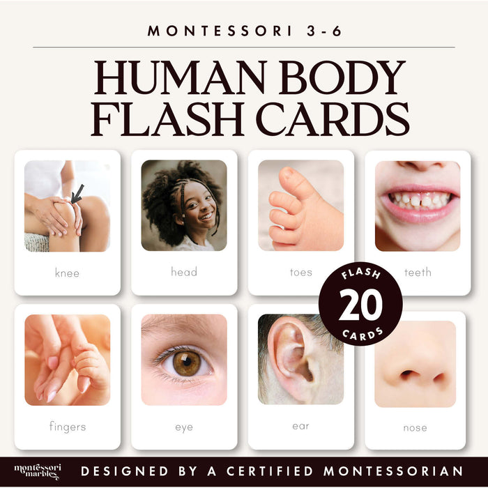 Human Body Flash Cards