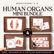 Human organ system anatomy mini bundle for life science — ages 3-6