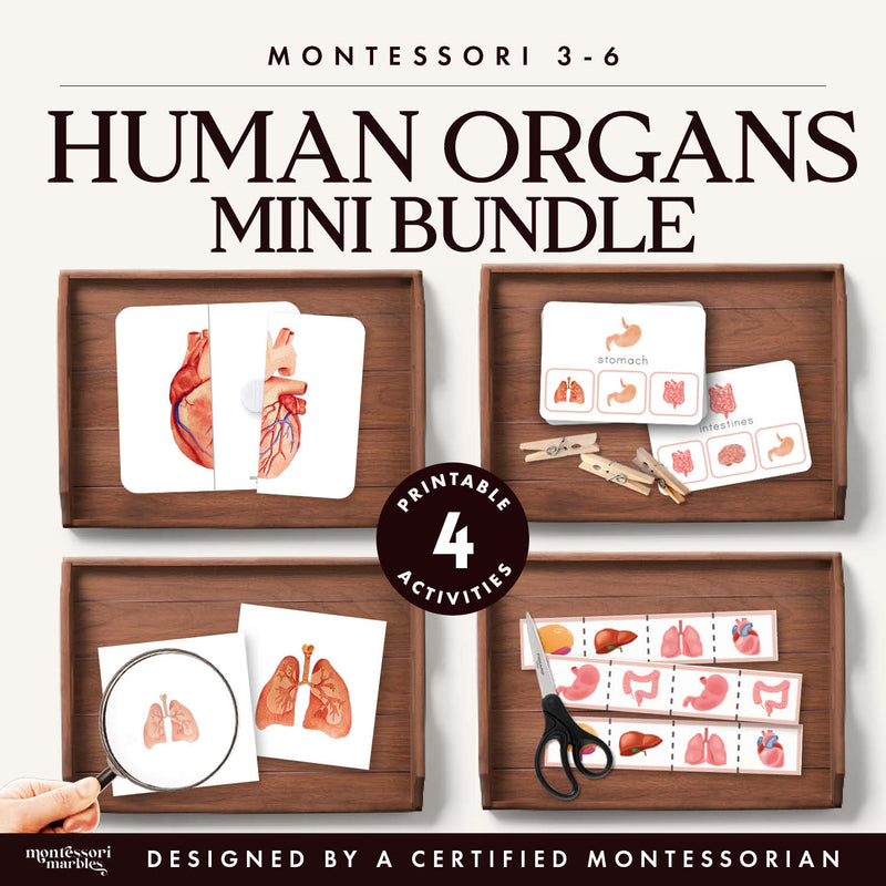 Human organ system anatomy mini bundle for life science — ages 3-6