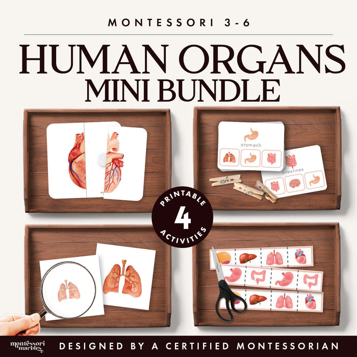 Human Organs Mini Bundle