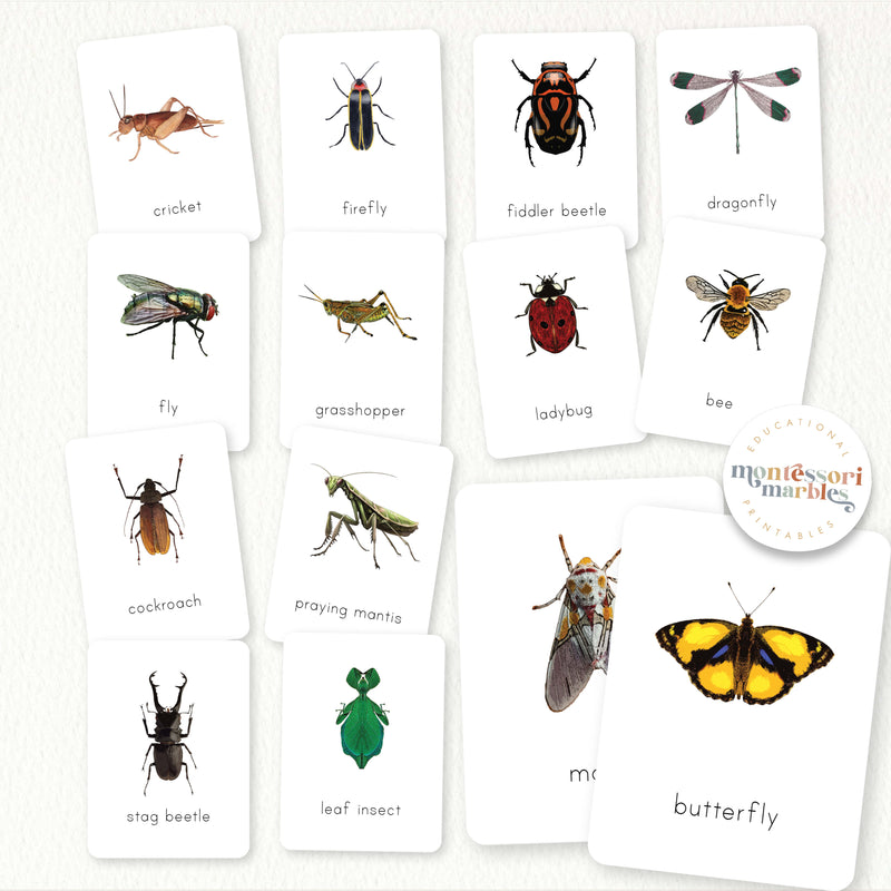 Insects Flash Cards